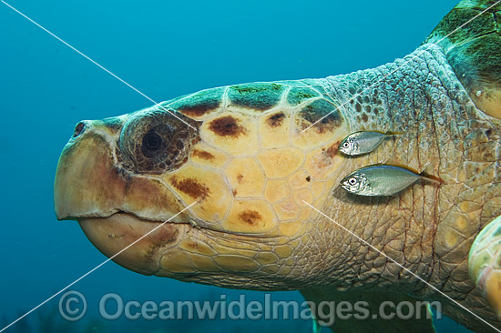 Loggerhead Sea Turtle and fish photo