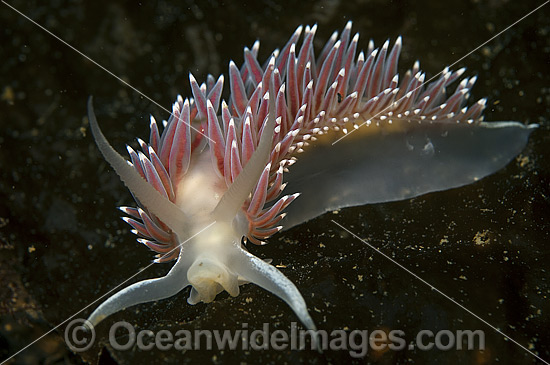 Red Flabellina Nudibranch Flabellina triophina photo