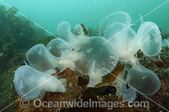 Hooded Nudibranchs feeding in current photo Hooded Nudibranchs feeding in current photo