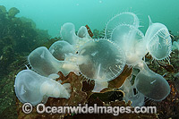 Hooded Nudibranchs feeding in current Photo - Michael Patrick O'Neill