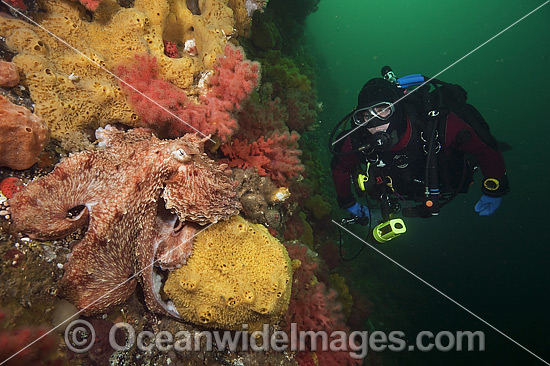 Giant Pacific Octopus and Diver photo