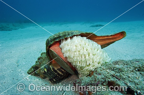 Horse Conch (Triplofusus giganteus), laying eggs on a coral reef offshore Palm Beach, Florida, United States. Photo - Michael Patrick O'Neill