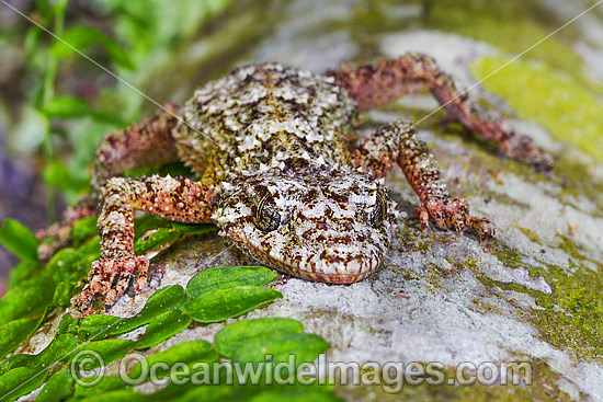Leaf-tailed Gecko on Palm photo Leaf-tailed Gecko on Palm photo
