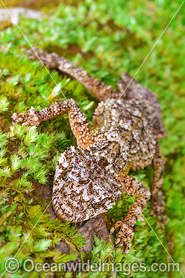 Leaf-tailed Gecko on Tree photo Leaf-tailed Gecko on Tree photo