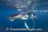 Humpback Whale Photo - Vanessa Mignon