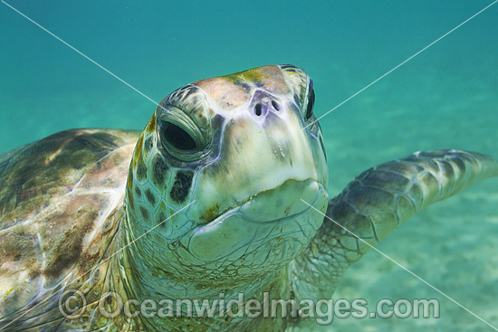 Green Sea Turtle Lord Howe Island photo