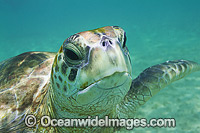 Green Sea Turtle Lord Howe Island Photo - Vanessa Mignon