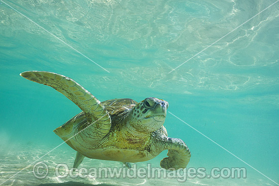 Green Sea Turtle (Chelonia mydas). Photo taken at Lord Howe Island, New South Wales, Australia. Listed on the IUCN Red list as Endangered species. Photo - Vanessa Mignon Green Sea Turtle (Chelonia mydas). Photo taken at Lord Howe Island, New South Wales, Australia. Listed on the IUCN Red list as Endangered species. Photo - Vanessa Mignon