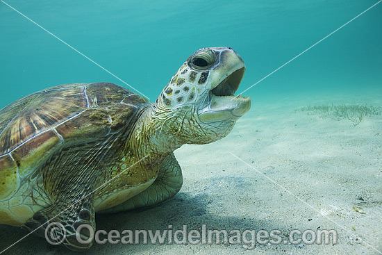 Green Sea Turtle Lord Howe Island photo Green Sea Turtle Lord Howe Island photo