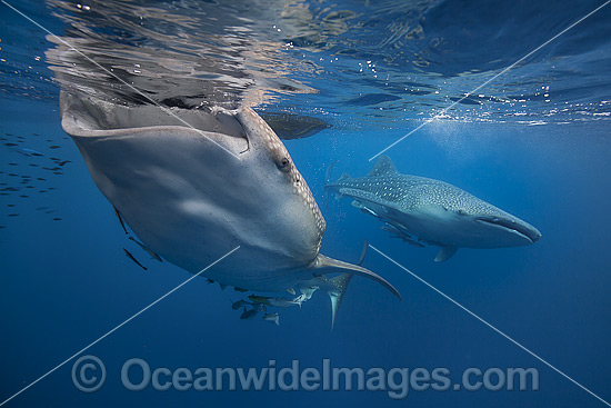 Whale Shark gulping at surface photo