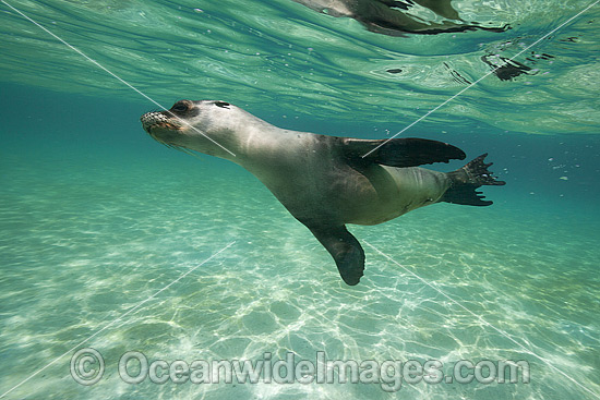 Galapagos Sea Lion underwater photo