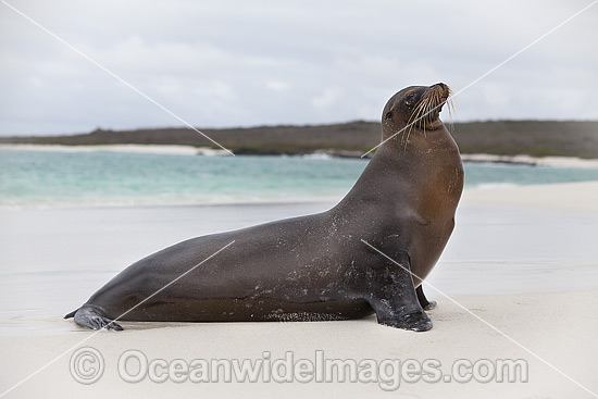 Galapagos Sea Lion Zalophus wollebaeki photo