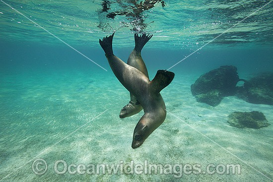 Galapagos Sea Lion Galapagos Island photo