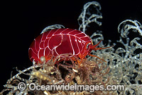 Coral Hopper Amphipod Coffs Harbour Photo - Gary Bell
