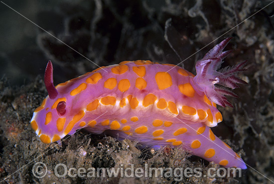 Nudibranch (Ceratosoma amoenum). Also known as Sea Slug. Found throughout New Zealand, Southern and Eastern Australia. Photo - Gary Bell Nudibranch (Ceratosoma amoenum). Also known as Sea Slug. Found throughout New Zealand, Southern and Eastern Australia. Photo - Gary Bell