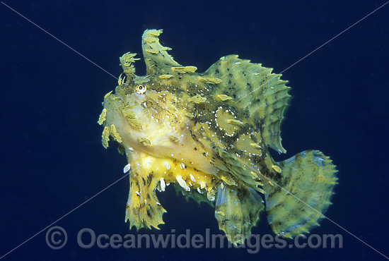 Sargassum Anglerfish (Histiro histiro). Found throughout tropical seas worldwide, except east Pacific. Photo taken in Australia Photo - Gary Bell Sargassum Anglerfish (Histiro histiro). Found throughout tropical seas worldwide, except east Pacific. Photo taken in Australia Photo - Gary Bell
