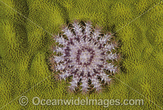 Crown-of-thorns Starfish juvenile photo Crown-of-thorns Starfish juvenile photo