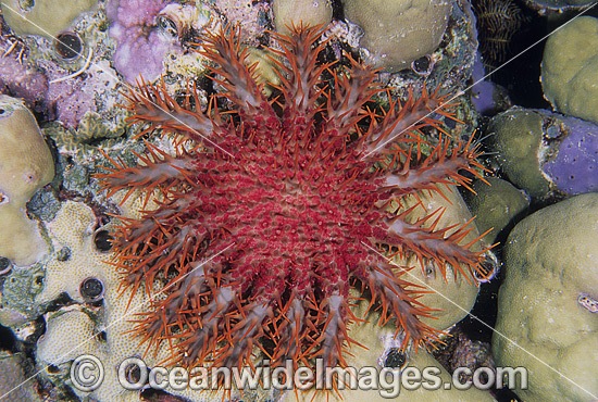 Crown-of-thorns Starfish photo