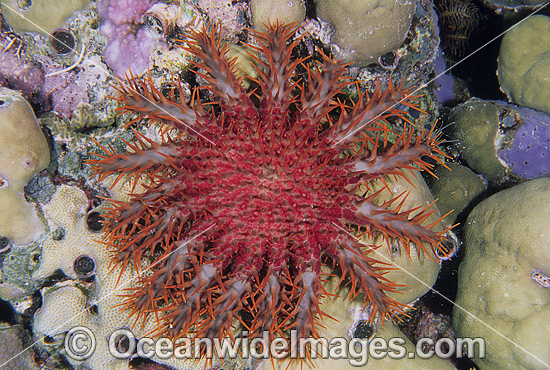 Crown-of-thorns Starfish photo Crown-of-thorns Starfish photo