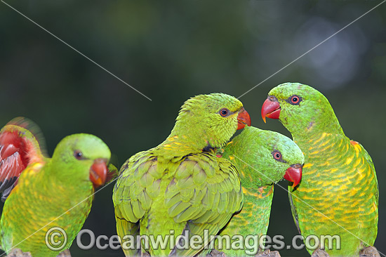 Scaly-breasted Lorikeets photo