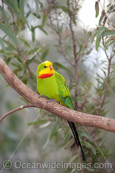 Superb Parrot Polytelis swainsonii photo Superb Parrot Polytelis swainsonii photo