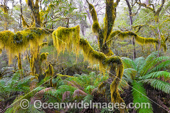 Gondwana Rainforest photo Gondwana Rainforest photo