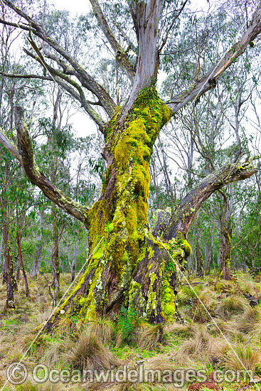 Moss covered Eucalypt Tree and tussocky snow grass in woodland. New England National Park, New South Wales, Australia. This forest is inscribed on the World Heritage List in recognition of its outstanding universal value. Photo - Gary Bell