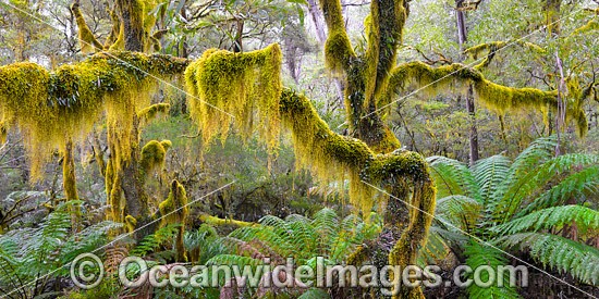 Gondwana Rainforest, draped in hanging moss. New England National Park, New South Wales, Australia. This subtropical rainforest is inscribed on the World Heritage List in recognition of its outstanding universal value. Photo - Gary Bell