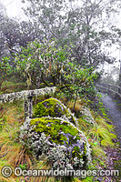 Point Lookout New England Rainforest Photo - Gary Bell