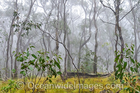 Open woodland of snow gum, shining gum and tussocky snow grass in mist. New England National Park, New South Wales, Australia. This subtropical rainforest is inscribed on the World Heritage List in recognition of its outstanding universal value. Photo - Gary Bell