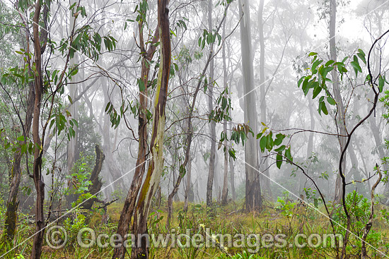 Eucalypt Forest photo Eucalypt Forest photo