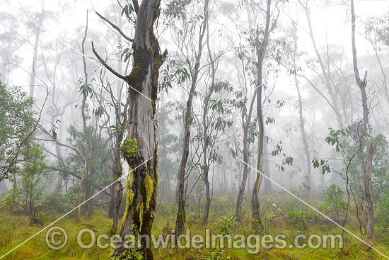 Open woodland of snow gum, shining gum and tussocky snow grass in mist. New England National Park, New South Wales, Australia. This subtropical rainforest is inscribed on the World Heritage List in recognition of its outstanding universal value. Photo - Gary Bell