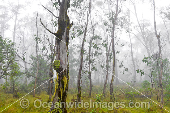 Snow Gums Eucalypt Forest photo Snow Gums Eucalypt Forest photo