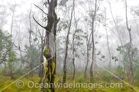 Snow Gums Eucalypt Forest photo