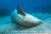 Grey Nurse Shark scraping parasites Photo - Gary Bell