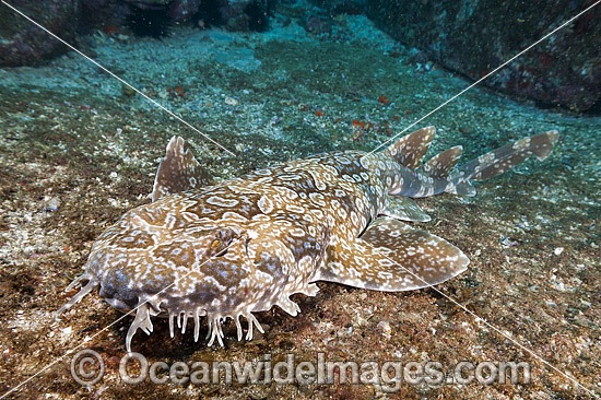Spotted Wobbegong Shark (Orectolobus maculatus). Found along the southern coast of Australia, from Fremantle, WA, to Moreton Bay, Qld. Photo taken at Solitary Islands, New South Wales, Australia. Photo - Gary Bell