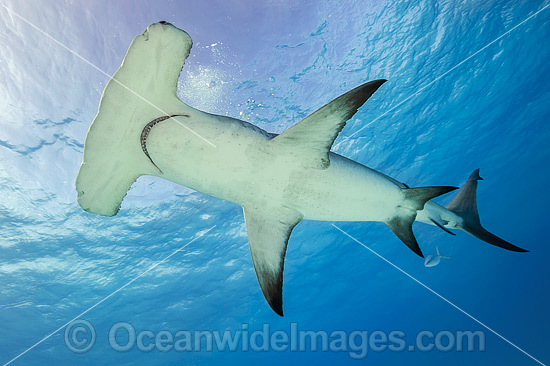 Great Hammerhead Shark (Sphyrna mokarran). Found throughout the world in tropical and warm temperate waters. Feeds on crustaceans, cephalopods, bony fishes, rays and smaller sharks. Photo taken at South Bimini, Bahamas, North Atlantic Ocean. Endangered. Photo - Michael Patrick O'Neill Great Hammerhead Shark (Sphyrna mokarran). Found throughout the world in tropical and warm temperate waters. Feeds on crustaceans, cephalopods, bony fishes, rays and smaller sharks. Photo taken at South Bimini, Bahamas, North Atlantic Ocean. Endangered. Photo - Michael Patrick O'Neill