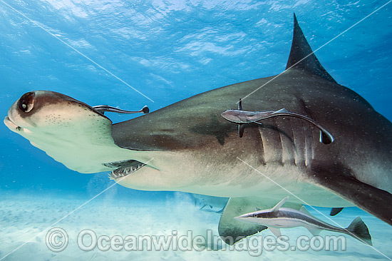 Great Hammerhead Shark (Sphyrna mokarran). Found throughout the world in tropical and warm temperate waters. Feeds on crustaceans, cephalopods, bony fishes, rays and smaller sharks. Photo taken at South Bimini, Bahamas, North Atlantic Ocean. Endangered. Photo - Michael Patrick O'Neill Great Hammerhead Shark (Sphyrna mokarran). Found throughout the world in tropical and warm temperate waters. Feeds on crustaceans, cephalopods, bony fishes, rays and smaller sharks. Photo taken at South Bimini, Bahamas, North Atlantic Ocean. Endangered. Photo - Michael Patrick O'Neill
