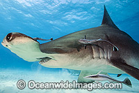 Great Hammerhead Shark Photo - Michael Patrick O'Neill
