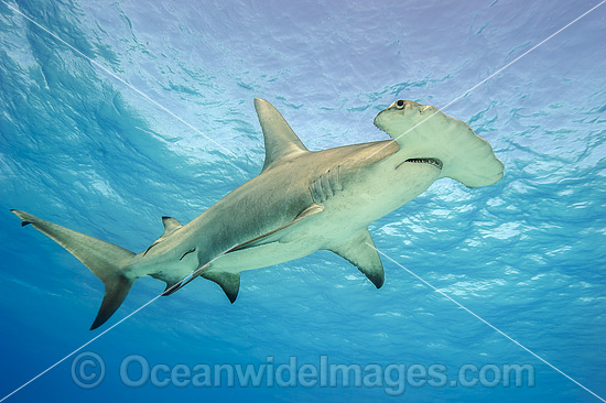 Great Hammerhead Shark photo Great Hammerhead Shark photo