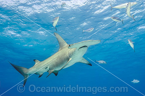 Great Hammerhead Shark photo