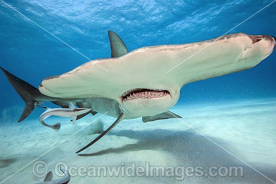 Great Hammerhead Shark (Sphyrna mokarran). Found throughout the world in tropical and warm temperate waters. Feeds on crustaceans, cephalopods, bony fishes, rays and smaller sharks. Photo taken at South Bimini, Bahamas, North Atlantic Ocean. Endangered. Photo - Michael Patrick O'Neill