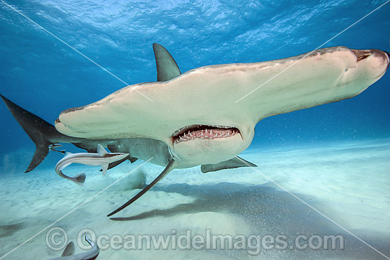 Great Hammerhead Shark (Sphyrna mokarran). Found throughout the world in tropical and warm temperate waters. Feeds on crustaceans, cephalopods, bony fishes, rays and smaller sharks. Photo taken at South Bimini, Bahamas, North Atlantic Ocean. Endangered. Photo - Michael Patrick O'Neill Great Hammerhead Shark (Sphyrna mokarran). Found throughout the world in tropical and warm temperate waters. Feeds on crustaceans, cephalopods, bony fishes, rays and smaller sharks. Photo taken at South Bimini, Bahamas, North Atlantic Ocean. Endangered. Photo - Michael Patrick O'Neill