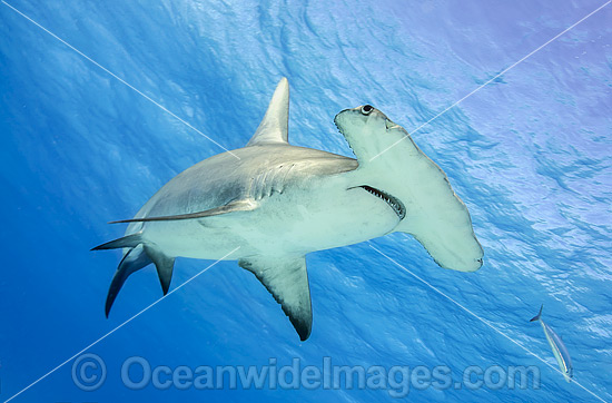 Great Hammerhead Shark (Sphyrna mokarran). Found throughout the world in tropical and warm temperate waters. Feeds on crustaceans, cephalopods, bony fishes, rays and smaller sharks. Photo taken at South Bimini, Bahamas, North Atlantic Ocean. Endangered. Photo - Michael Patrick O'Neill Great Hammerhead Shark (Sphyrna mokarran). Found throughout the world in tropical and warm temperate waters. Feeds on crustaceans, cephalopods, bony fishes, rays and smaller sharks. Photo taken at South Bimini, Bahamas, North Atlantic Ocean. Endangered. Photo - Michael Patrick O'Neill