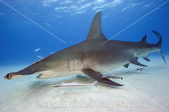 Great Hammerhead Shark (Sphyrna mokarran). Found throughout the world in tropical and warm temperate waters. Feeds on crustaceans, cephalopods, bony fishes, rays and smaller sharks. Photo taken at South Bimini, Bahamas, North Atlantic Ocean. Endangered. Photo - Michael Patrick O'Neill