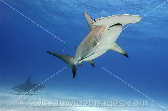 Great Hammerhead Shark (Sphyrna mokarran). Found throughout the world in tropical and warm temperate waters. Feeds on crustaceans, cephalopods, bony fishes, rays and smaller sharks. Photo taken at South Bimini, Bahamas, North Atlantic Ocean. Endangered. Photo - Michael Patrick O'Neill Great Hammerhead Shark (Sphyrna mokarran). Found throughout the world in tropical and warm temperate waters. Feeds on crustaceans, cephalopods, bony fishes, rays and smaller sharks. Photo taken at South Bimini, Bahamas, North Atlantic Ocean. Endangered. Photo - Michael Patrick O'Neill