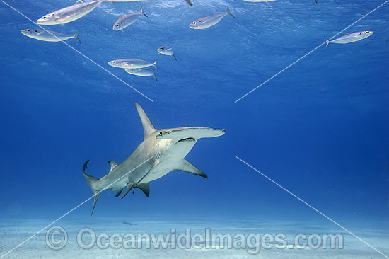 Great Hammerhead Shark (Sphyrna mokarran). Found throughout the world in tropical and warm temperate waters. Feeds on crustaceans, cephalopods, bony fishes, rays and smaller sharks. Photo taken at South Bimini, Bahamas, North Atlantic Ocean. Endangered. Photo - Michael Patrick O'Neill Great Hammerhead Shark (Sphyrna mokarran). Found throughout the world in tropical and warm temperate waters. Feeds on crustaceans, cephalopods, bony fishes, rays and smaller sharks. Photo taken at South Bimini, Bahamas, North Atlantic Ocean. Endangered. Photo - Michael Patrick O'Neill