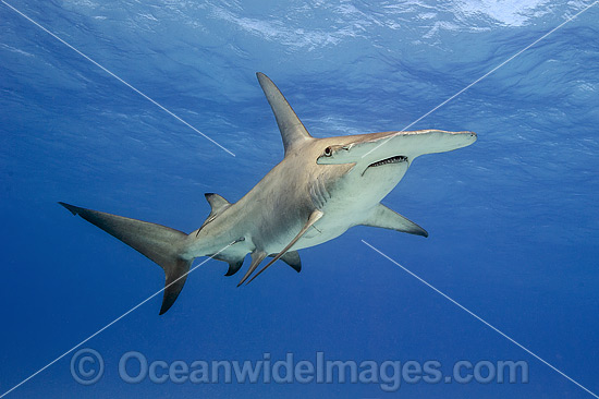 Great Hammerhead Shark (Sphyrna mokarran). Found throughout the world in tropical and warm temperate waters. Feeds on crustaceans, cephalopods, bony fishes, rays and smaller sharks. Photo taken at South Bimini, Bahamas, North Atlantic Ocean. Endangered. Photo - Michael Patrick O'Neill Great Hammerhead Shark (Sphyrna mokarran). Found throughout the world in tropical and warm temperate waters. Feeds on crustaceans, cephalopods, bony fishes, rays and smaller sharks. Photo taken at South Bimini, Bahamas, North Atlantic Ocean. Endangered. Photo - Michael Patrick O'Neill
