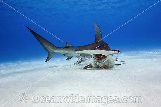 Great Hammerhead Shark photo