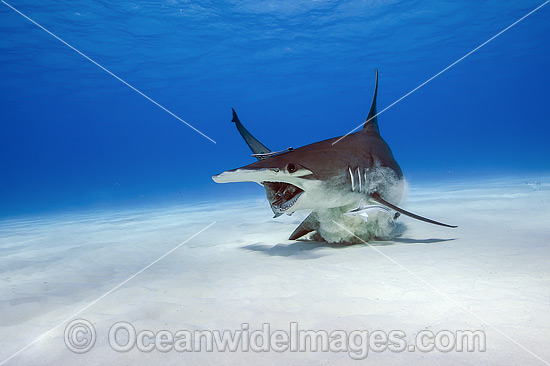 Great Hammerhead Shark (Sphyrna mokarran). Found throughout the world in tropical and warm temperate waters. Feeds on crustaceans, cephalopods, bony fishes, rays and smaller sharks. Photo taken at South Bimini, Bahamas, North Atlantic Ocean. Endangered. Photo - Michael Patrick O'Neill Great Hammerhead Shark (Sphyrna mokarran). Found throughout the world in tropical and warm temperate waters. Feeds on crustaceans, cephalopods, bony fishes, rays and smaller sharks. Photo taken at South Bimini, Bahamas, North Atlantic Ocean. Endangered. Photo - Michael Patrick O'Neill